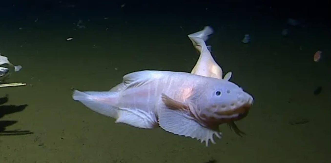 Slakvis de onmogelijke vis die twee diepzeerecords brak toont het