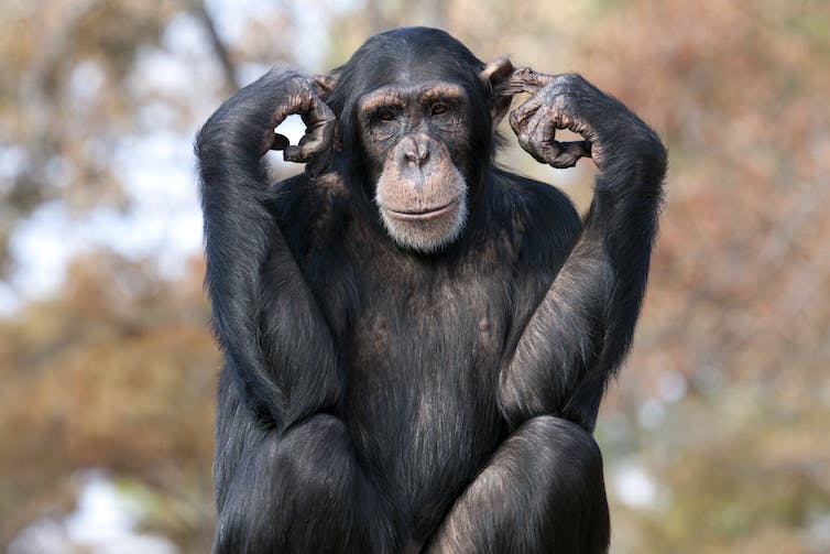 Beeld van een chimpansee die zijn oren vasthoudt.