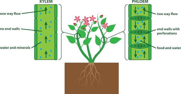 Diagram van het xyleem en het floëem van een plant