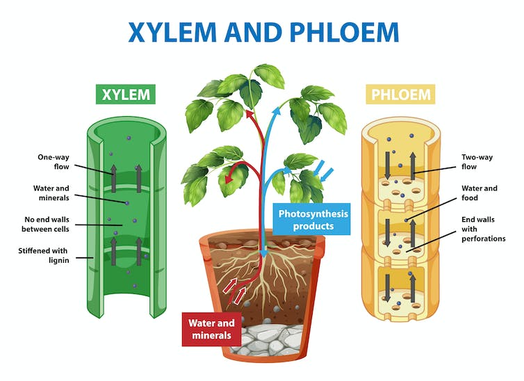 Schema van xyleem en floëem van planten illustratie
