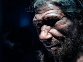 Sommige Neanderthalers jaagden op grotere dieren over een groter gebied