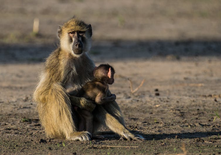 Vrouwtje van de gele baviaan zit met haar baby in Liwonde nationaal park, Malawi