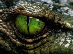 De maagdelijke geboorte van een krokodil is een primeur voor