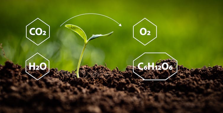 Weergave van chemische reacties in het fotosyntheseproces met formules van kooldioxide, water, zuurstof en glucose geplaatst rond net opkomende plant op vruchtbare grond.