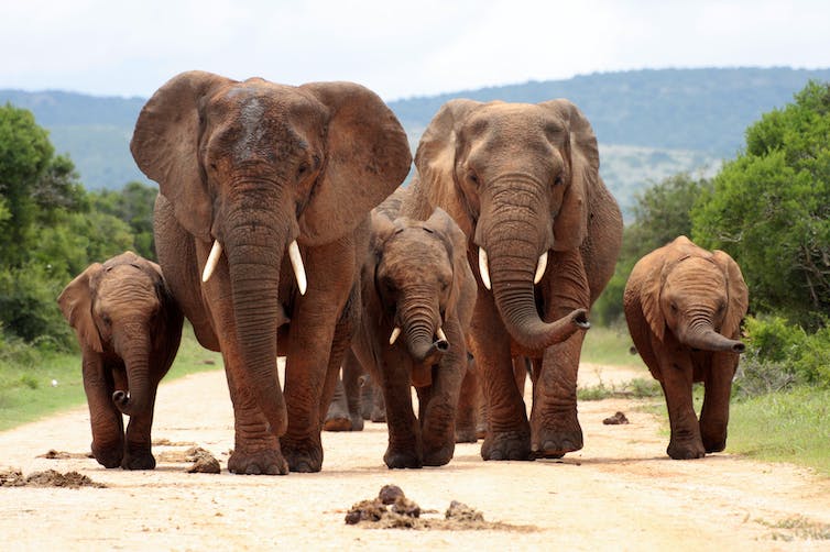 Een kudde olifanten loopt naar de camera waarbij ze allemaal hun slurf bewegen
