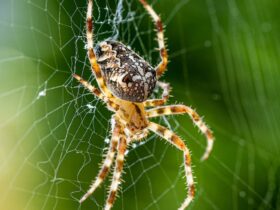 Waarom begrijpen hoe spinnen zijde spinnen aanwijzingen kan geven voor