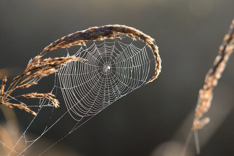 Prachtig spinnenweb met waterdruppels close-up