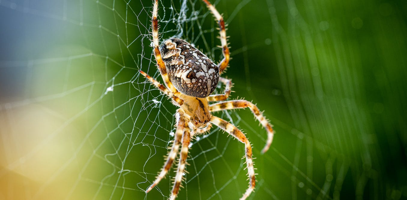 Waarom begrijpen hoe spinnen zijde spinnen aanwijzingen kan geven voor