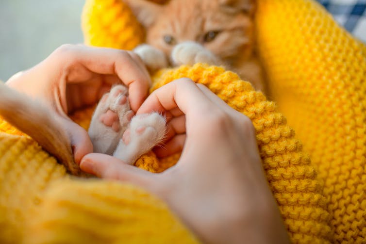 Kat geknuffeld in deken, handen in een hartvorm rond de kattenpootjes