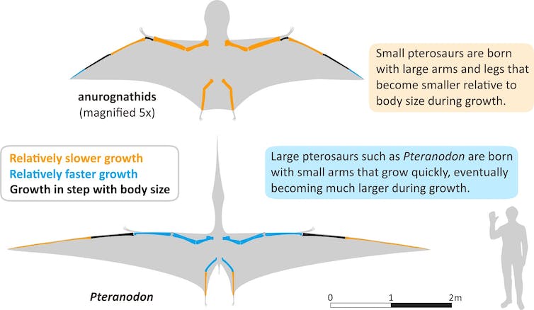 Allometrie van de groei van de ledematen bij pterosauriërs van verschillende grootte. De vleugels van kleine pterosauriërs vertonen botten die langzaam groeiden ten opzichte van de rest van het lichaam, wat aangeeft dat ze al snel na het uitkomen potentieel goede vliegers waren. Pterosauriërs met een groot lichaam werden echter geboren met relatief kleine armen. Hoewel hun vleugelbotten na het uitkomen snel groeiden ten opzichte van de rest van het lichaam, konden de jongen van deze soorten waarschijnlijk niet zo efficiënt vliegen en daarom was ouderlijke zorg misschien nodig.