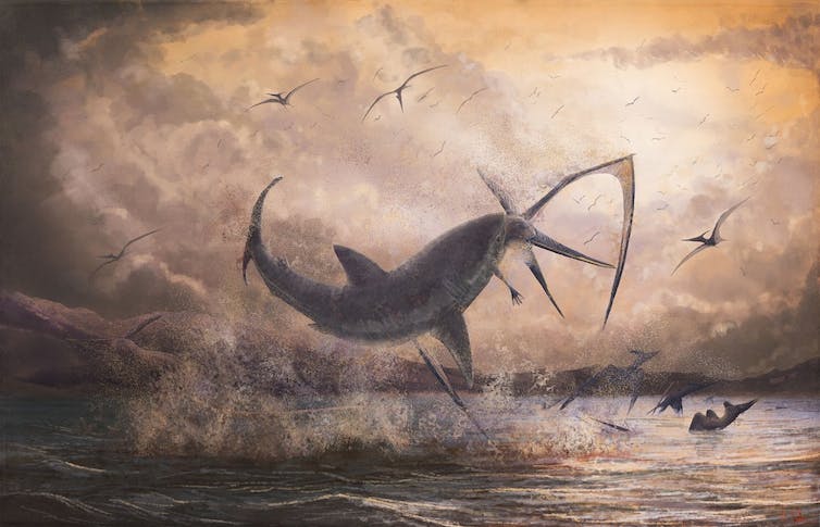 Pteranodon longiceps wordt belaagd door een Cretoxyrhina haai.