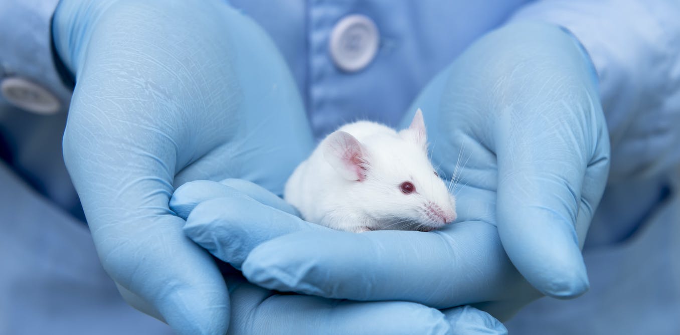 Bij wetenschappelijke experimenten werden van oudsher alleen mannelijke muizen gebruikt