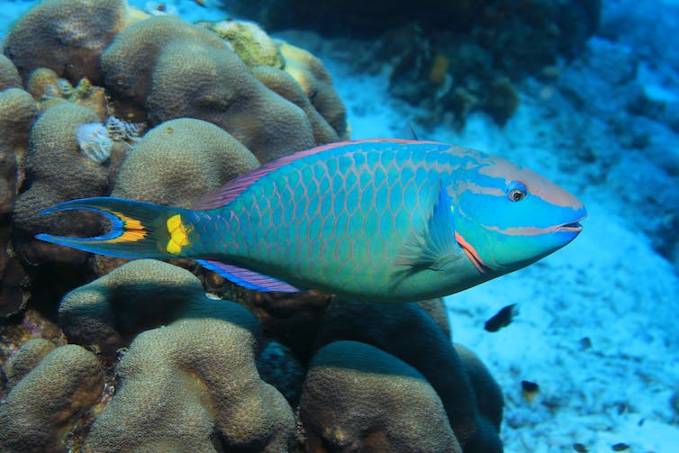 Stoplicht papegaaivis (Sparisoma viride) onder water in de tropische caribische zee van Bonaire