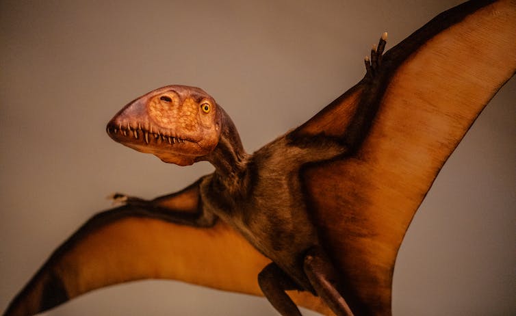 Pterosaurus