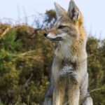 De eerste hond vos hybride wijst op het groeiende risico voor