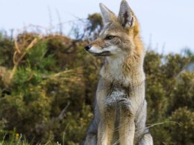 De eerste hond vos hybride wijst op het groeiende risico voor