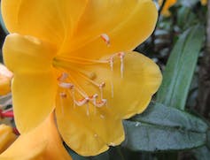Gele bloem met lange kleverige ranken van stuifmeel.
