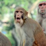 Het plan van de G20 top om apen af te schrikken