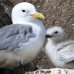 Compatibele zeevogels kunnen betere ouders zijn maar persoonlijkheidsconflicten kunnen leiden