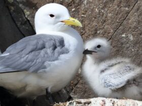 Compatibele zeevogels kunnen betere ouders zijn maar persoonlijkheidsconflicten kunnen leiden
