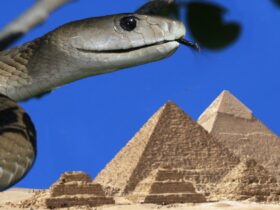 Het oude Egypte had veel meer giftige slangen dan het