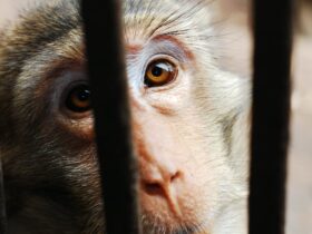 Hoe de wereld eruit zou zien als dieren wettelijke rechten