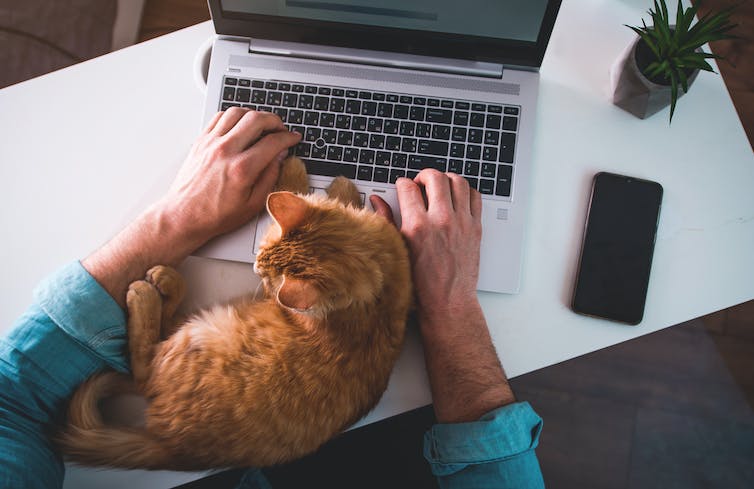 Man typt op laptop met roodharige kat slapend op toetsenbord.
