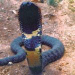 Nieuwe soort cobra achtige slang ontdekt maar mogelijk al uitgestorven