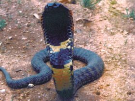 Nieuwe soort cobra achtige slang ontdekt maar mogelijk al uitgestorven