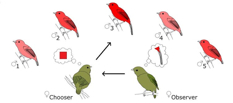 Illustratie van twee vrouwtjesvogels die kiezen met welke mannetjesvogel ze willen paren.