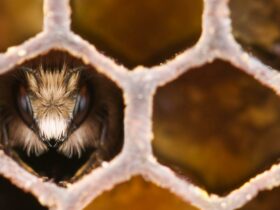 Honingbijen groeperen zich als het koud is maar we