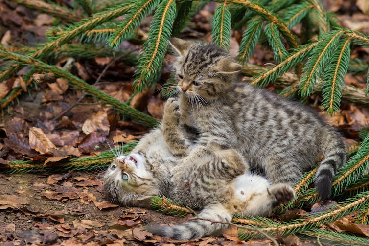 Wilde katjes spelen op de bosgrond.