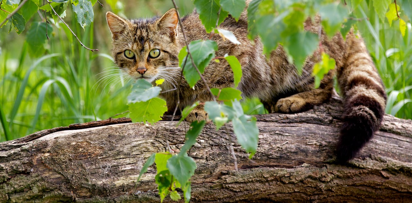 Wilde katten leefden al 2000 jaar naast huiskatten maar begonnen