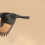 Hoe een koloniale reis naar Palestina de moderne ornithologie aanzette