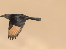 Hoe een koloniale reis naar Palestina de moderne ornithologie aanzette