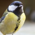 Hoe vogelvoeders kleine diersoorten helpen infecties te bestrijden