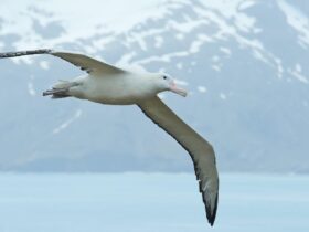 Kunnen zeevogels hun weg over de oceaan horen Ons onderzoek