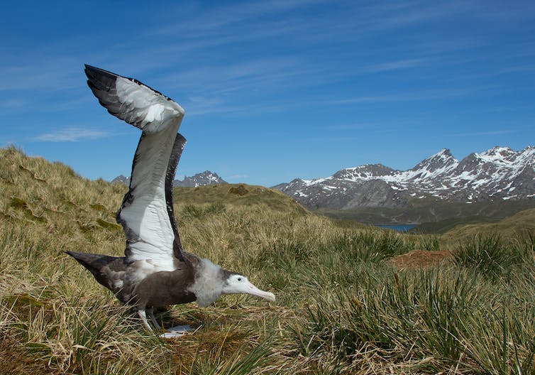 Jonge dwalende albatros met open vleugels, met blauwe lucht en bergachtergrond,