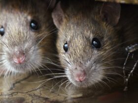 Ratten zijn menselijker dan je denkt en ze zijn
