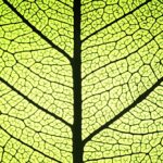 Hoe wetenschappers planten helpen het beste uit fotosynthese te halen