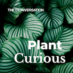 Plantenwortels pulseren op mysterieuze wijze en we weten niet waarom.0&q=45&auto=format&w=237&fit=clip