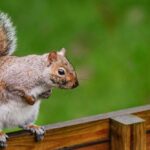 Darmbacterien kunnen verklaren waarom grijze eekhoorns rode eekhoorns verdringen