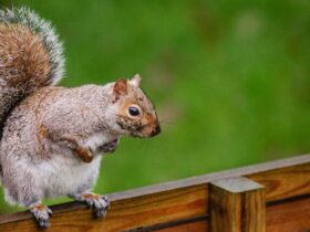 Darmbacterien kunnen verklaren waarom grijze eekhoorns rode eekhoorns verdringen