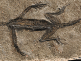 De moderne paleontologie blijft vervalsingen van fossielen ontmaskeren en