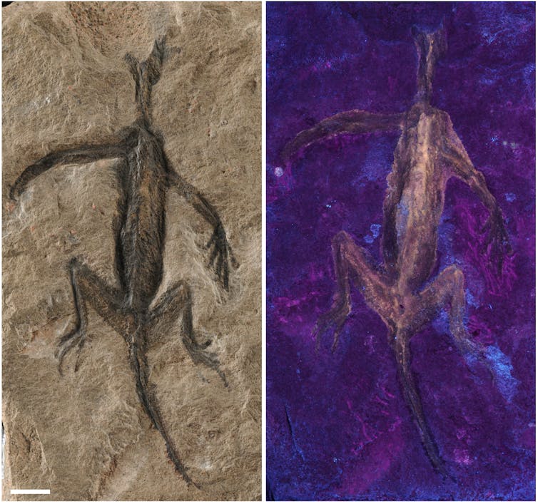 Twee beelden van reptielen uit de oudheid naast elkaar