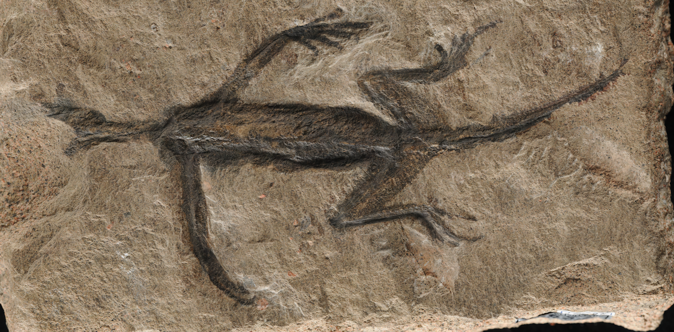 De moderne paleontologie blijft vervalsingen van fossielen ontmaskeren en