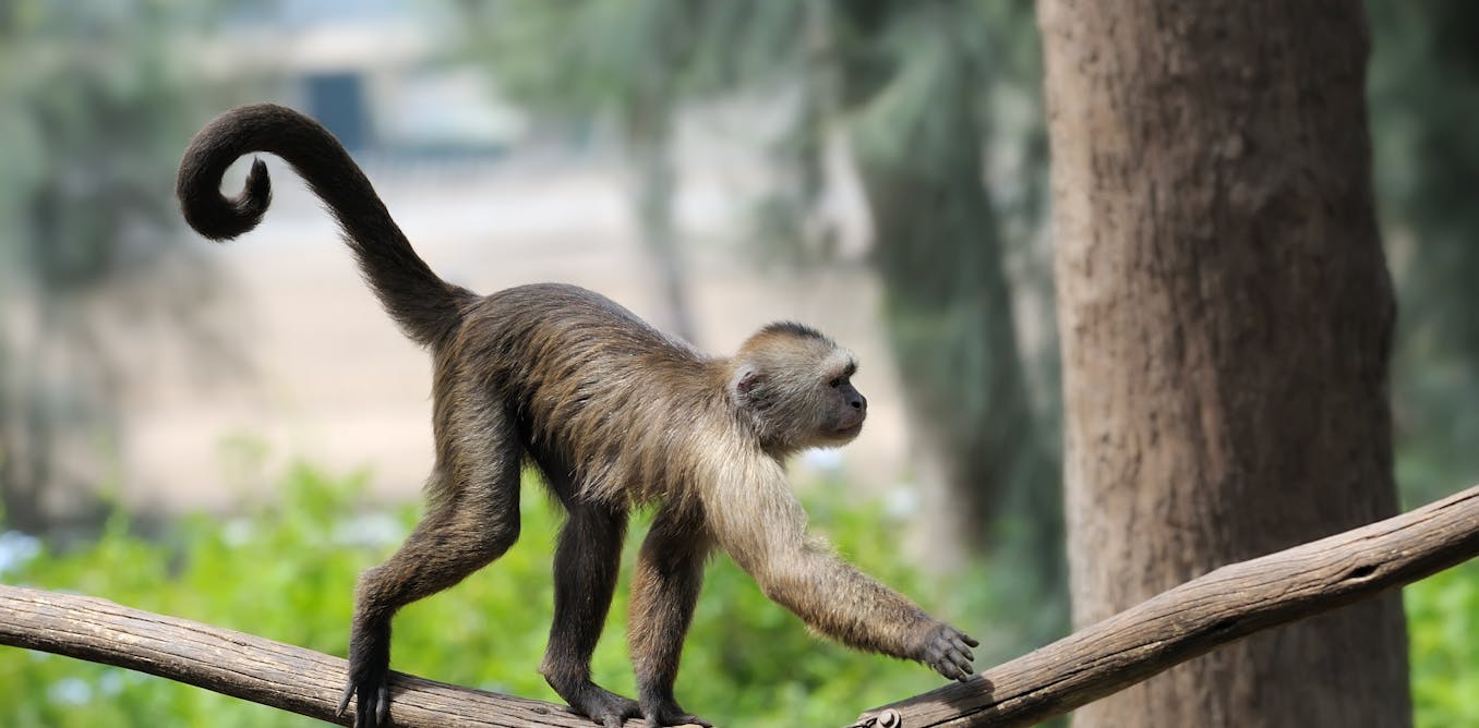 Het verliezen van hun staart gaf onze apenvoorouders een evolutionair