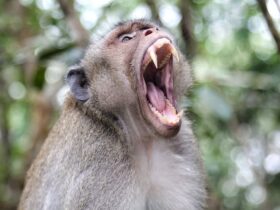 Waarom apen mensen aanvallen een primatenexpert legt uit