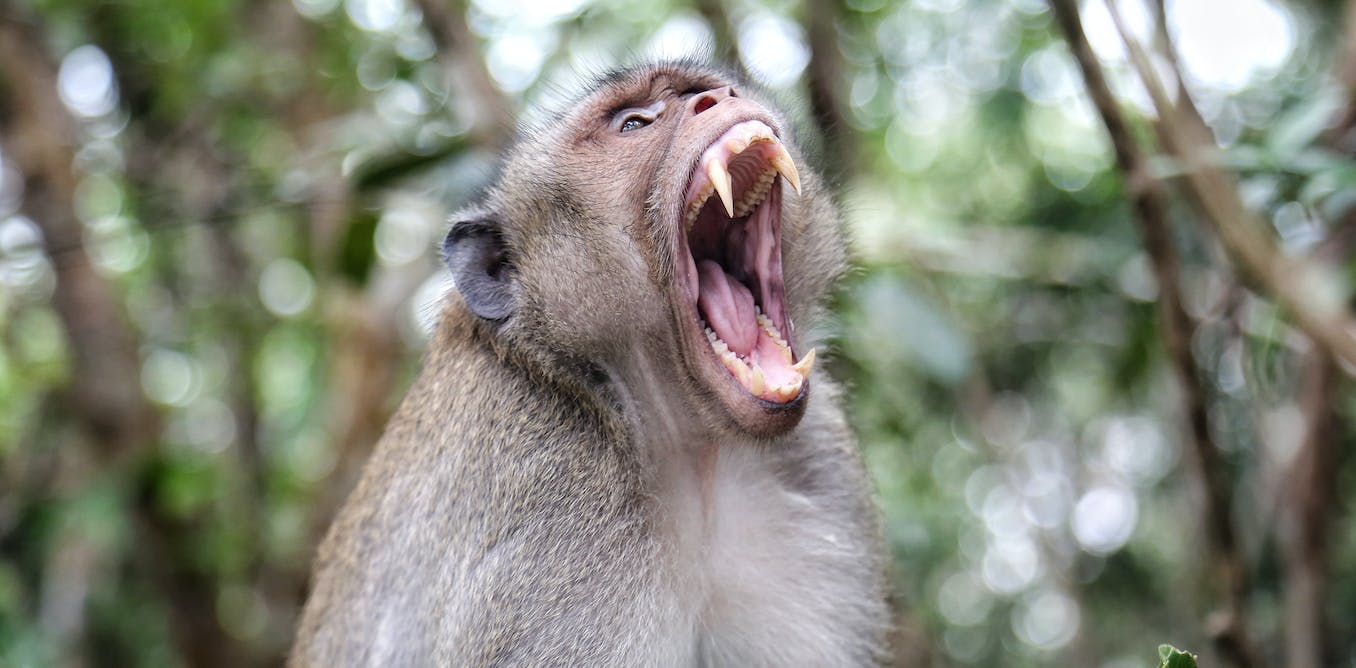 Waarom apen mensen aanvallen een primatenexpert legt uit