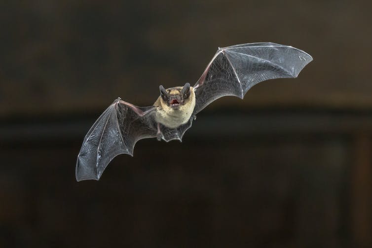 Pipistrelle vleermuis vliegt op houten plafond van huis in duisternis